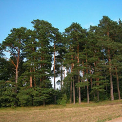 Pušis paprastoji (Pinus sylvestris) medis greitai auga