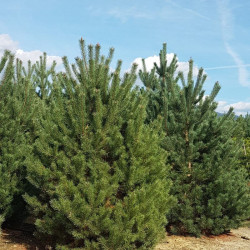 Pušis paprastoji (Pinus sylvestris) medis greitai auga