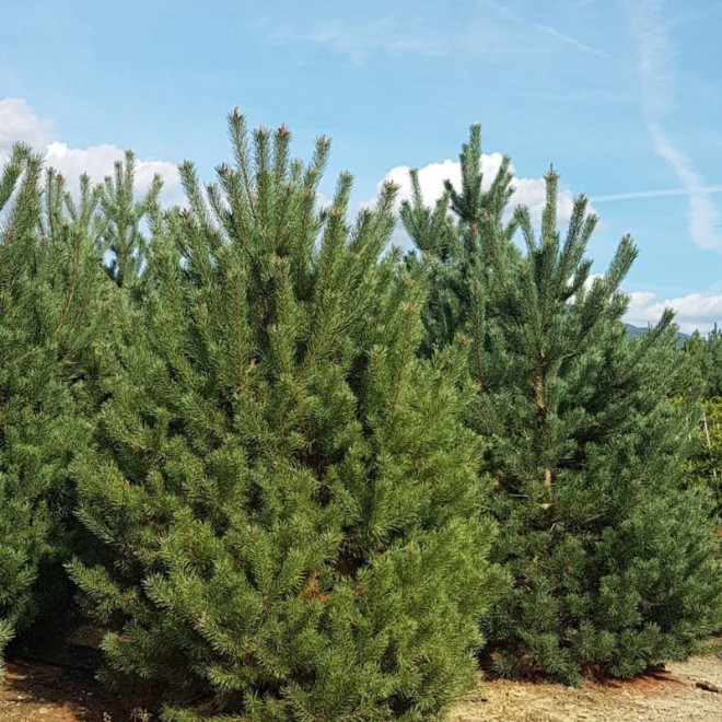 Pušis paprastoji (Pinus sylvestris) medis greitai auga