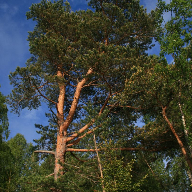 Pušis paprastoji (Pinus sylvestris) medis greitai auga