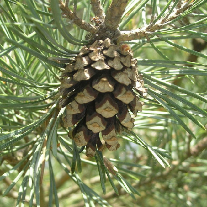 Pušis paprastoji (Pinus sylvestris) medis greitai auga