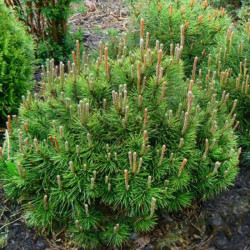 Pušis kalninė (Pinus mugo) 'Humpy' žemaūgis kompaktiškas kapavietėms