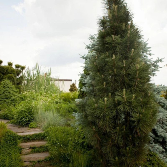 Pušis juodoji (Pinus nigra) 'Molette'