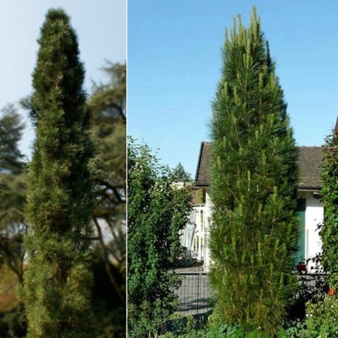 Pušis juodoji (Pinus nigra) 'Molette'
