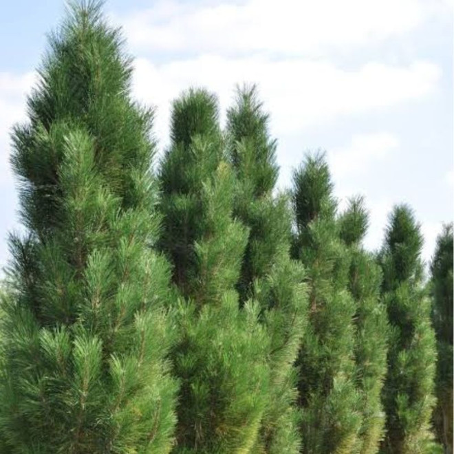 Pušis juodoji (Pinus nigra) 'Molette'