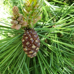 Pušis kedrinė (Pinus cembra) pušys valgomi vaisiai