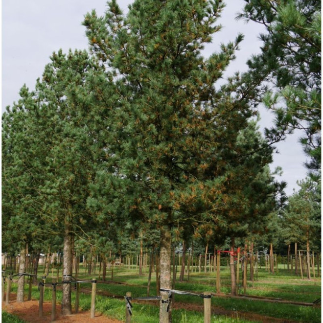 Pušis kedrinė (Pinus cembra) pušys valgomi vaisiai