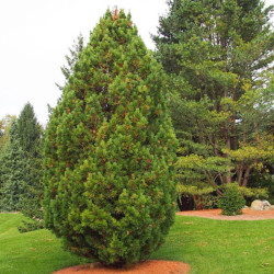 Pušis kedrinė (Pinus cembra) pušys valgomi vaisiai
