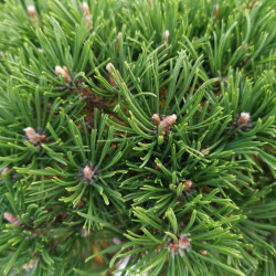 Pušis kalninė (Pinus mugo) 'Litomysl'