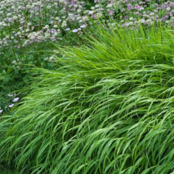 Hakonė (Hakonechloa macra)