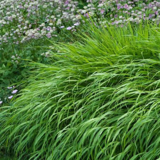 Hakonė (Hakonechloa macra)