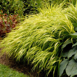 Hakonė (Hakonechloa macra)