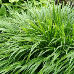 Hakonė (Hakonechloa macra)