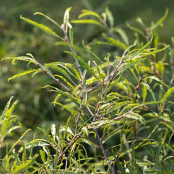 Bukas paprastasis (Fagus sylvatica) 'Mercedes'