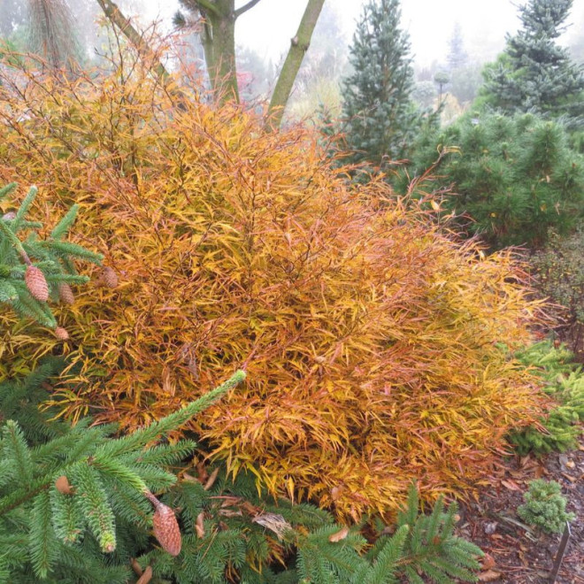 Bukas paprastasis (Fagus sylvatica) 'Mercedes'