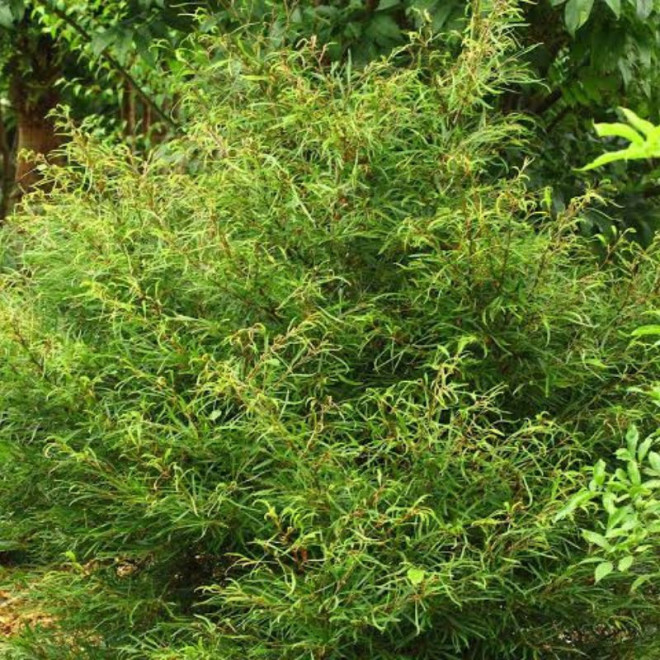 Bukas paprastasis (Fagus sylvatica) 'Mercedes'