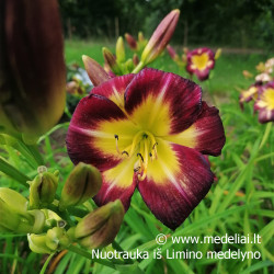 Viendienė (Hemerocallis) 'Night Beacon'