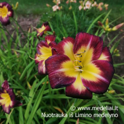 Viendienė (Hemerocallis) 'Night Beacon'