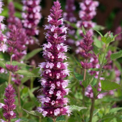 Kinmetė (Agastache hybrida) 'Beelicious Pink'