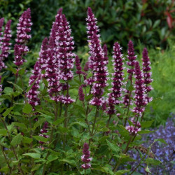 Kinmetė (Agastache hybrida) 'Beelicious Pink'