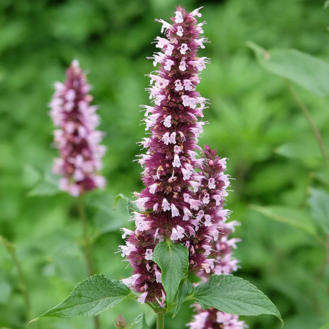 Kinmetė (Agastache hybrida) 'Beelicious Pink'