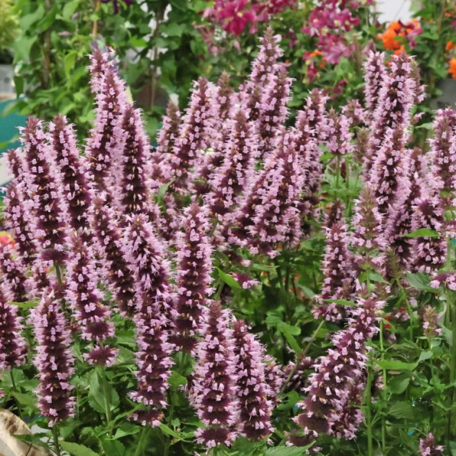 Kinmetė (Agastache hybrida) 'Beelicious Pink'