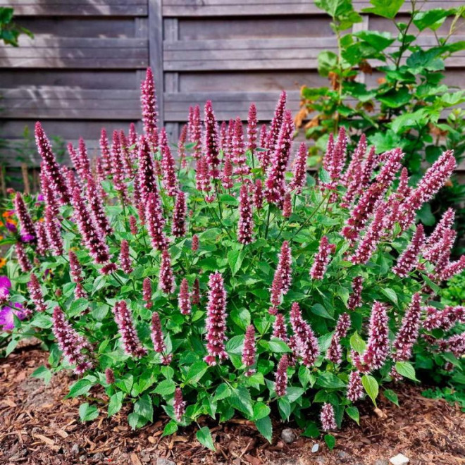 Kinmetė (Agastache hybrida) 'Beelicious Pink'