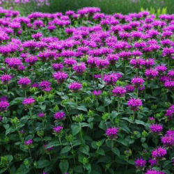 Monarda (Monarda hybrida) 'Prärienacht'