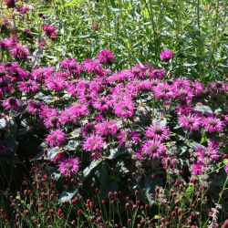 Monarda (Monarda hybrida) 'Prärienacht'