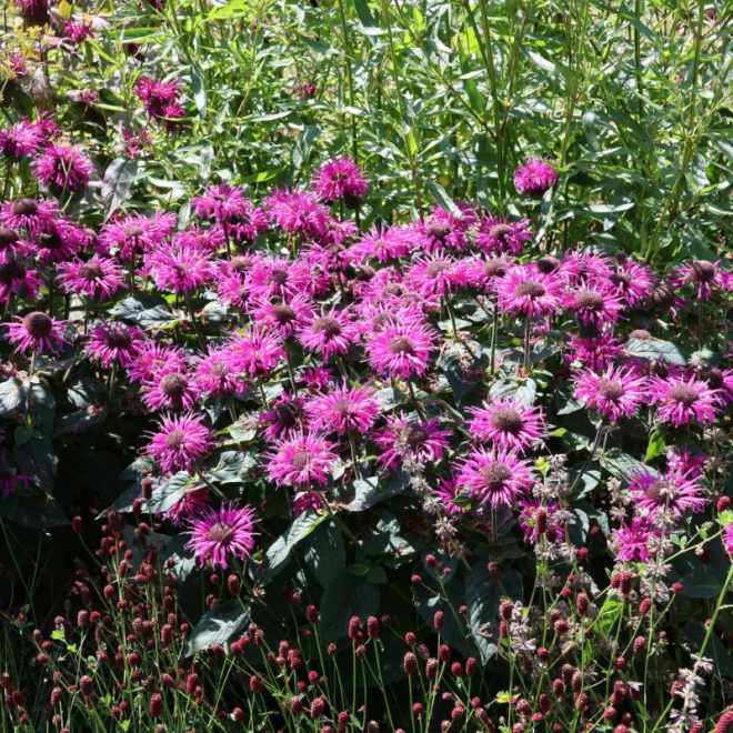 Monarda (Monarda hybrida) 'Prärienacht'