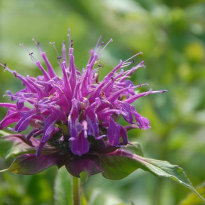 Monarda (Monarda hybrida) 'Prärienacht'