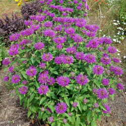 Monarda (Monarda hybrida) 'Prärienacht'