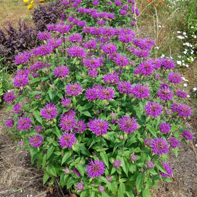 Monarda (Monarda hybrida) 'Prärienacht'