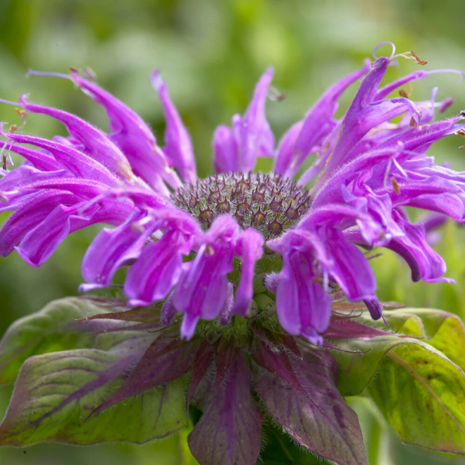 Monarda (Monarda hybrida) 'Prärienacht'