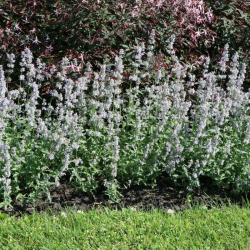 Katžolė faseno (Nepeta x faassenii) 'Gletschereis'
