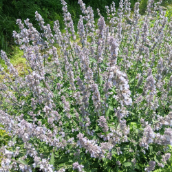 Katžolė faseno (Nepeta x faassenii) 'Gletschereis'