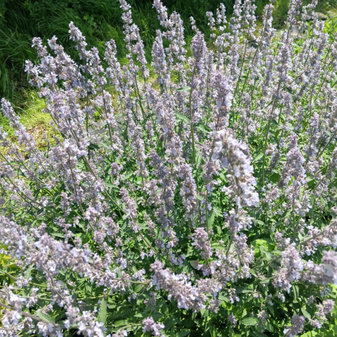 Katžolė faseno (Nepeta x faassenii) 'Gletschereis'