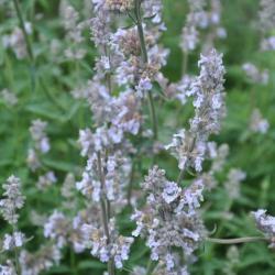 Katžolė faseno (Nepeta x faassenii) 'Gletschereis'
