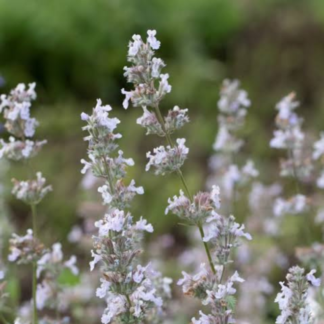 Katžolė faseno (Nepeta x faassenii) 'Gletschereis'