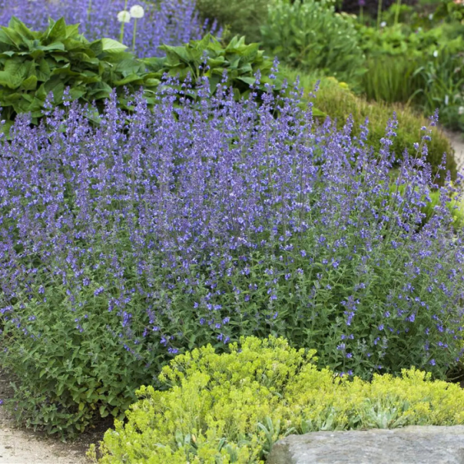Katžolė faseno (Nepeta x faassenii) 'Grol'