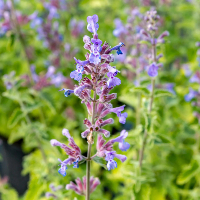 Katžolė faseno (Nepeta x faassenii) 'Grol'