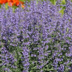 Katžolė faseno (Nepeta x faassenii) 'Grol'