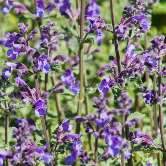 Katžolė faseno (Nepeta x faassenii) 'Grol'