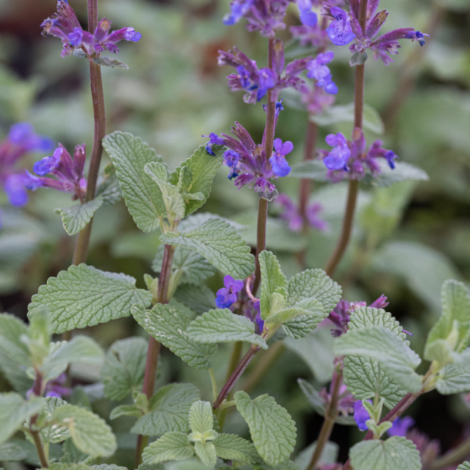 Katžolė faseno (Nepeta x faassenii) 'Grol'