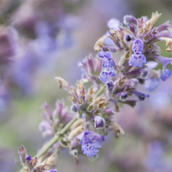 Katžolė faseno (Nepeta x faassenii) 'Grol'