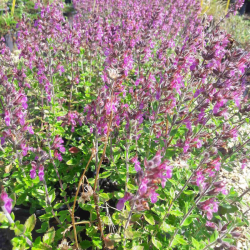 Berutis (Teucrium lucidrys)