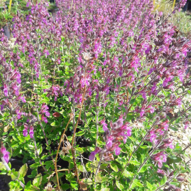 Berutis (Teucrium lucidrys)
