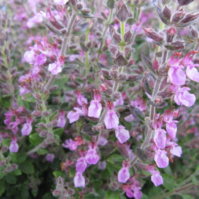 Berutis (Teucrium lucidrys)