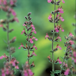 Berutis (Teucrium lucidrys)
