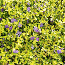 Žiemė (Vinca minor) 'Illumination' visžalis svyrantis šliaužiantis mėlynais žiedais nereiklus